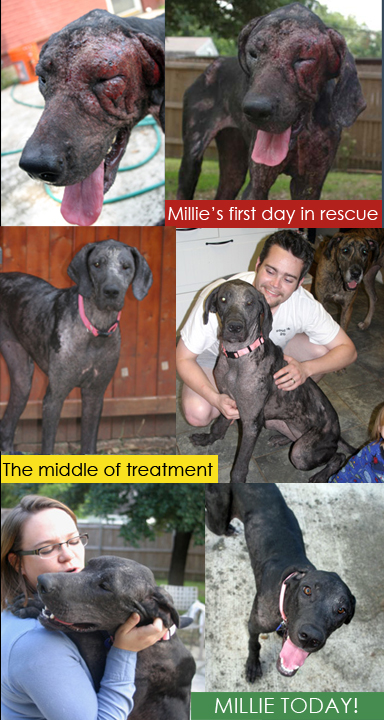 millie