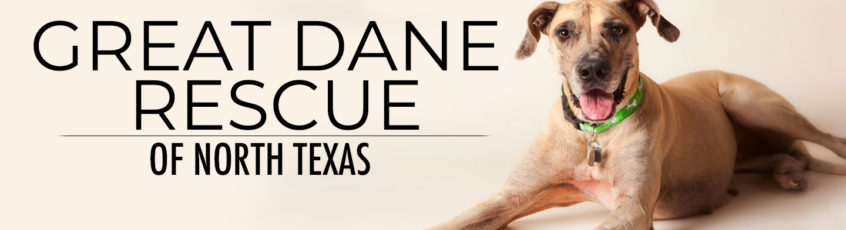 Great Dane Rescue of North Texas