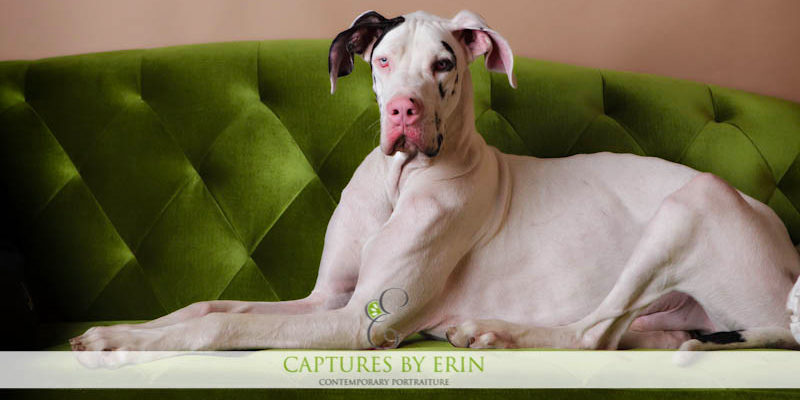 Great dane compatibility with other best sale dogs