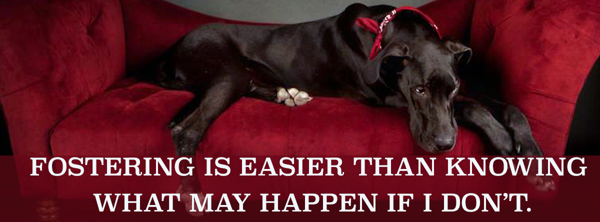 fostering is better than knowing what will happen if you don't
